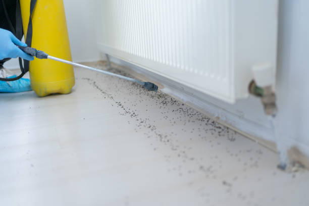 Best Insect Control  in Chinle, AZ