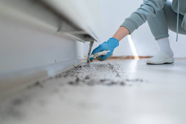 Best Emergency Pest Control  in Chinle, AZ